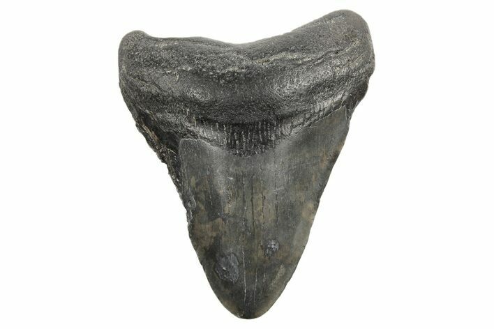 Fossil Megalodon Tooth - South Carolina #168326